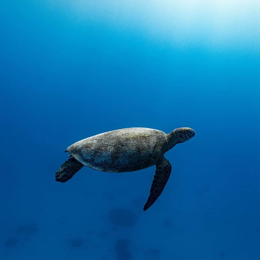 Nikon Australiaさんのインスタグラム写真 - (Nikon AustraliaInstagram)「"I took this shot on a recent trip out to Lady Elliot Island on the Great Barrier Reef. We were on a sunset dive when this beautiful green sea turtle appeared out of the blue. He didn't seem too phased by us and hung around the surface for a few minutes before taking a breath and heading back to the reef below.   The water was the most amazing electric blue and the sun was just starting to set so the light was perfect." - @hannahjessupphotography   Camera: Nikon D850 Lens: AF-S NIKKOR 20mm f/1.8G ED Settings: f/1.8  1/1250  ISO 250  #Nikon #MyNikonLife #NikonAustralia #NikonD850 #UnderwaterPhotography #Turtle」11月27日 11時00分 - nikonaustralia