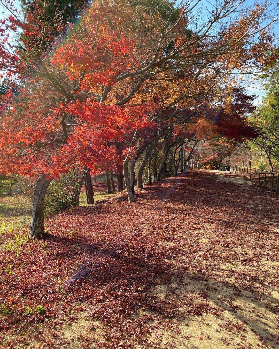 比嘉愛未さんのインスタグラム写真 - (比嘉愛未Instagram)「ここ最近は作品を掛け持ちしていて、自然の中に居られる機会に恵まれています。 今年の紅葉はさらに綺麗に感じるな〜🍁 癒しをありがとう✨」11月27日 11時05分 - higa_manami