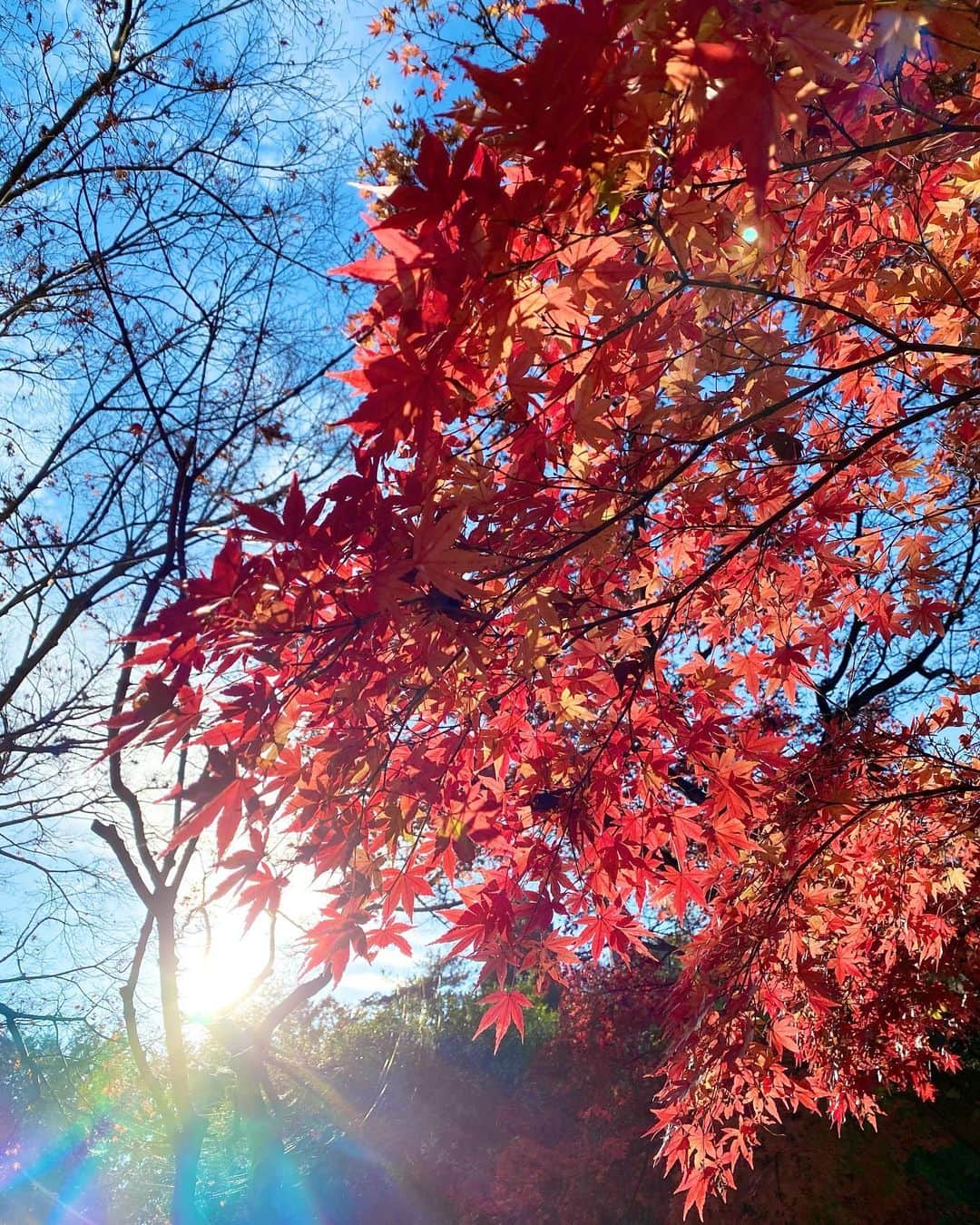 比嘉愛未さんのインスタグラム写真 - (比嘉愛未Instagram)「ここ最近は作品を掛け持ちしていて、自然の中に居られる機会に恵まれています。 今年の紅葉はさらに綺麗に感じるな〜🍁 癒しをありがとう✨」11月27日 11時05分 - higa_manami