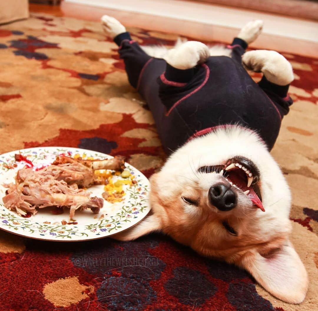 DogsOf Instagramのインスタグラム：「“When the tryptophan hits.” — @wallythewelshcorgi   #dogsofinstagram」