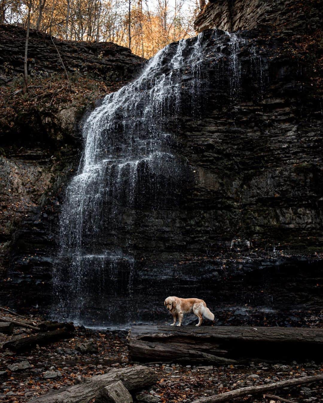 Explore Canadaさんのインスタグラム写真 - (Explore CanadaInstagram)「Hi fellow explorers! My name is Kat and I am a dog mom of two (@eastonofthewild and @growingupmakita). I teach kindergarten and enjoy adventuring the outdoors with my fur babies while documenting our explorations through photography.⁠⠀ ⁠⠀ Since I was 3, Canada has been my home. I was born in Australia but grew up out west in BC and ended up settling down in Ontario. Growing up traveling, I always thought that Canada was big cities with these amazing landmarks - and as that is still true, bringing Easton home also brought me a little closer to nature in Ontario. And man, does Ontario do nature right!⁠⠀ ⁠⠀ Having Easton in my life made me want to travel a little closer to home. I wanted to give Easton the best life I could, so I began to find ways to travel with him. And honestly, there was no better way to travel with a dog than road tripping throughout Canada. We started to explore smaller towns with hidden gems as well as the bigger ‘must see’ places. Long drives throughout Ontario for a day trip became the norm quite quickly. And every now and then, we would take the time to road trip out west to see family and friends.⁠⠀ ⁠⠀ I began to love road tripping with Easton because I could tell that he loved it as much as I did. I began to appreciate the nature that was surrounding me every day (local trails close to home and friend’s properties around Ontario). I quickly came to realize that I don’t have to go far to explore. Everything I ever wanted for my pups and I was all close to home; in my backyard so to speak.⁠⠀ ⁠⠀ Although I have traveled the country, Ontario has everything you need to soothe your soul; forests, lakes, and beaches. This is why I have chosen Ontario to be our home base.⁠⠀ ⁠⠀ Welcome to the place I call home. I think you should come and explore with us. You won’t be disappointed.⁠⠀ ⁠⠀ 📷: @eastonofthewild, @growingupmakita⠀⁠⠀⁠⠀ 📍: @ontariotravel⁠⠀ ⁠⠀⁠⠀⁠⠀ #DiscoverOntario⁠」11月27日 2時36分 - explorecanada