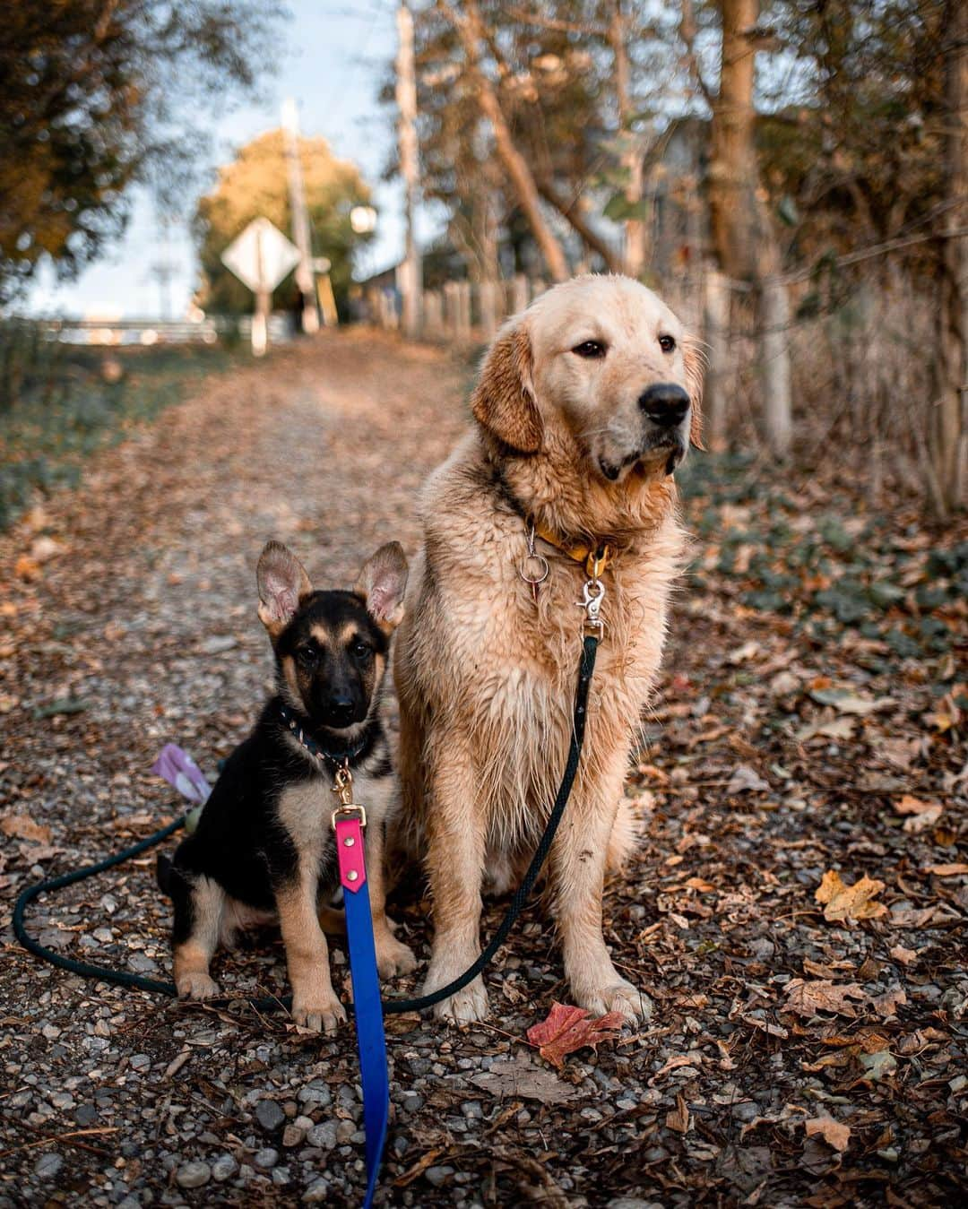 Explore Canadaさんのインスタグラム写真 - (Explore CanadaInstagram)「Hi fellow explorers! My name is Kat and I am a dog mom of two (@eastonofthewild and @growingupmakita). I teach kindergarten and enjoy adventuring the outdoors with my fur babies while documenting our explorations through photography.⁠⠀ ⁠⠀ Since I was 3, Canada has been my home. I was born in Australia but grew up out west in BC and ended up settling down in Ontario. Growing up traveling, I always thought that Canada was big cities with these amazing landmarks - and as that is still true, bringing Easton home also brought me a little closer to nature in Ontario. And man, does Ontario do nature right!⁠⠀ ⁠⠀ Having Easton in my life made me want to travel a little closer to home. I wanted to give Easton the best life I could, so I began to find ways to travel with him. And honestly, there was no better way to travel with a dog than road tripping throughout Canada. We started to explore smaller towns with hidden gems as well as the bigger ‘must see’ places. Long drives throughout Ontario for a day trip became the norm quite quickly. And every now and then, we would take the time to road trip out west to see family and friends.⁠⠀ ⁠⠀ I began to love road tripping with Easton because I could tell that he loved it as much as I did. I began to appreciate the nature that was surrounding me every day (local trails close to home and friend’s properties around Ontario). I quickly came to realize that I don’t have to go far to explore. Everything I ever wanted for my pups and I was all close to home; in my backyard so to speak.⁠⠀ ⁠⠀ Although I have traveled the country, Ontario has everything you need to soothe your soul; forests, lakes, and beaches. This is why I have chosen Ontario to be our home base.⁠⠀ ⁠⠀ Welcome to the place I call home. I think you should come and explore with us. You won’t be disappointed.⁠⠀ ⁠⠀ 📷: @eastonofthewild, @growingupmakita⠀⁠⠀⁠⠀ 📍: @ontariotravel⁠⠀ ⁠⠀⁠⠀⁠⠀ #DiscoverOntario⁠」11月27日 2時36分 - explorecanada