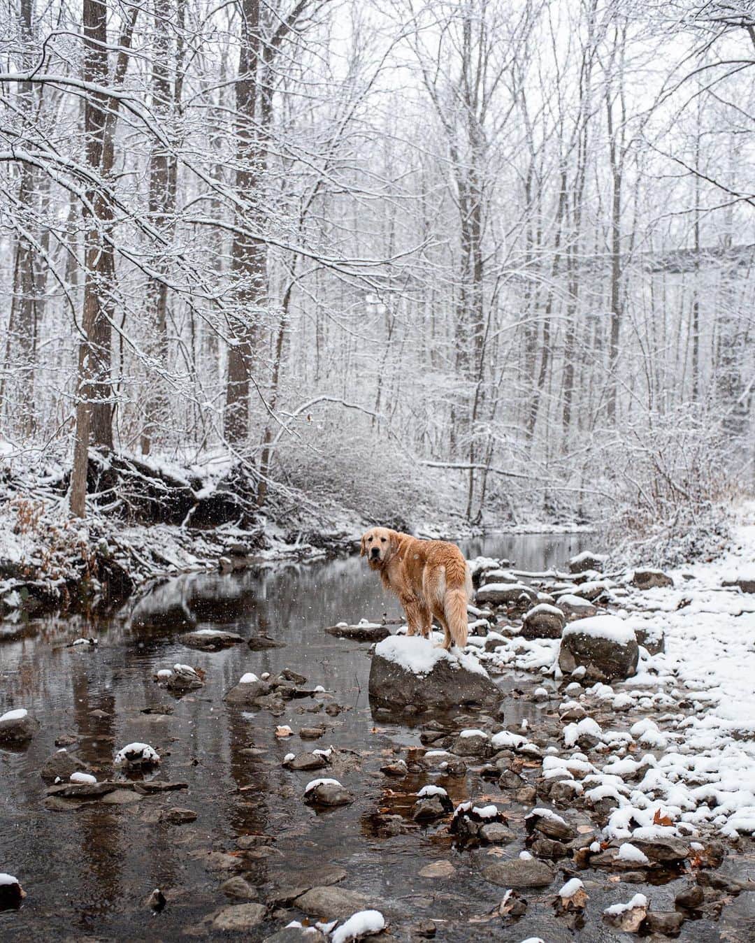 Explore Canadaさんのインスタグラム写真 - (Explore CanadaInstagram)「Hi fellow explorers! My name is Kat and I am a dog mom of two (@eastonofthewild and @growingupmakita). I teach kindergarten and enjoy adventuring the outdoors with my fur babies while documenting our explorations through photography.⁠⠀ ⁠⠀ Since I was 3, Canada has been my home. I was born in Australia but grew up out west in BC and ended up settling down in Ontario. Growing up traveling, I always thought that Canada was big cities with these amazing landmarks - and as that is still true, bringing Easton home also brought me a little closer to nature in Ontario. And man, does Ontario do nature right!⁠⠀ ⁠⠀ Having Easton in my life made me want to travel a little closer to home. I wanted to give Easton the best life I could, so I began to find ways to travel with him. And honestly, there was no better way to travel with a dog than road tripping throughout Canada. We started to explore smaller towns with hidden gems as well as the bigger ‘must see’ places. Long drives throughout Ontario for a day trip became the norm quite quickly. And every now and then, we would take the time to road trip out west to see family and friends.⁠⠀ ⁠⠀ I began to love road tripping with Easton because I could tell that he loved it as much as I did. I began to appreciate the nature that was surrounding me every day (local trails close to home and friend’s properties around Ontario). I quickly came to realize that I don’t have to go far to explore. Everything I ever wanted for my pups and I was all close to home; in my backyard so to speak.⁠⠀ ⁠⠀ Although I have traveled the country, Ontario has everything you need to soothe your soul; forests, lakes, and beaches. This is why I have chosen Ontario to be our home base.⁠⠀ ⁠⠀ Welcome to the place I call home. I think you should come and explore with us. You won’t be disappointed.⁠⠀ ⁠⠀ 📷: @eastonofthewild, @growingupmakita⠀⁠⠀⁠⠀ 📍: @ontariotravel⁠⠀ ⁠⠀⁠⠀⁠⠀ #DiscoverOntario⁠」11月27日 2時36分 - explorecanada