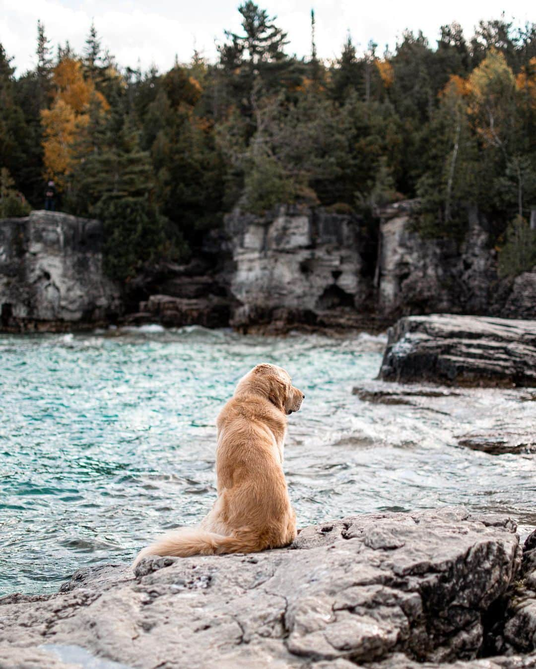 Explore Canadaさんのインスタグラム写真 - (Explore CanadaInstagram)「Hi fellow explorers! My name is Kat and I am a dog mom of two (@eastonofthewild and @growingupmakita). I teach kindergarten and enjoy adventuring the outdoors with my fur babies while documenting our explorations through photography.⁠⠀ ⁠⠀ Since I was 3, Canada has been my home. I was born in Australia but grew up out west in BC and ended up settling down in Ontario. Growing up traveling, I always thought that Canada was big cities with these amazing landmarks - and as that is still true, bringing Easton home also brought me a little closer to nature in Ontario. And man, does Ontario do nature right!⁠⠀ ⁠⠀ Having Easton in my life made me want to travel a little closer to home. I wanted to give Easton the best life I could, so I began to find ways to travel with him. And honestly, there was no better way to travel with a dog than road tripping throughout Canada. We started to explore smaller towns with hidden gems as well as the bigger ‘must see’ places. Long drives throughout Ontario for a day trip became the norm quite quickly. And every now and then, we would take the time to road trip out west to see family and friends.⁠⠀ ⁠⠀ I began to love road tripping with Easton because I could tell that he loved it as much as I did. I began to appreciate the nature that was surrounding me every day (local trails close to home and friend’s properties around Ontario). I quickly came to realize that I don’t have to go far to explore. Everything I ever wanted for my pups and I was all close to home; in my backyard so to speak.⁠⠀ ⁠⠀ Although I have traveled the country, Ontario has everything you need to soothe your soul; forests, lakes, and beaches. This is why I have chosen Ontario to be our home base.⁠⠀ ⁠⠀ Welcome to the place I call home. I think you should come and explore with us. You won’t be disappointed.⁠⠀ ⁠⠀ 📷: @eastonofthewild, @growingupmakita⠀⁠⠀⁠⠀ 📍: @ontariotravel⁠⠀ ⁠⠀⁠⠀⁠⠀ #DiscoverOntario⁠」11月27日 2時36分 - explorecanada