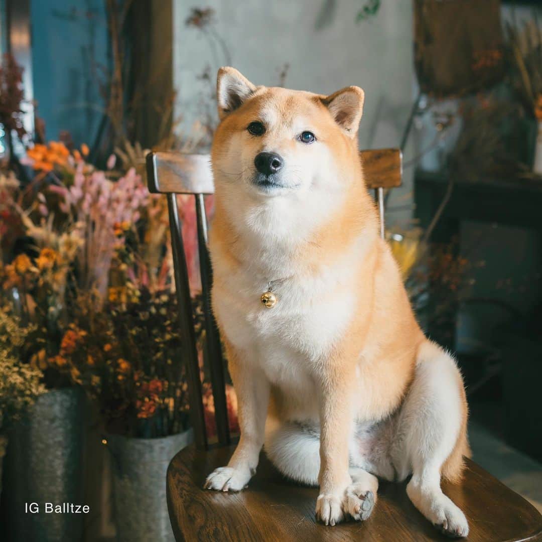 Balltze My name is Ballのインスタグラム：「It’s some beautiful flowers and me  Mama was screaming for the last slide  Photo by @helenamfung Floral & Venue @betabularasa #balltze #fat96 #nomnomnomclub #balltzecheems #yos #cheems」