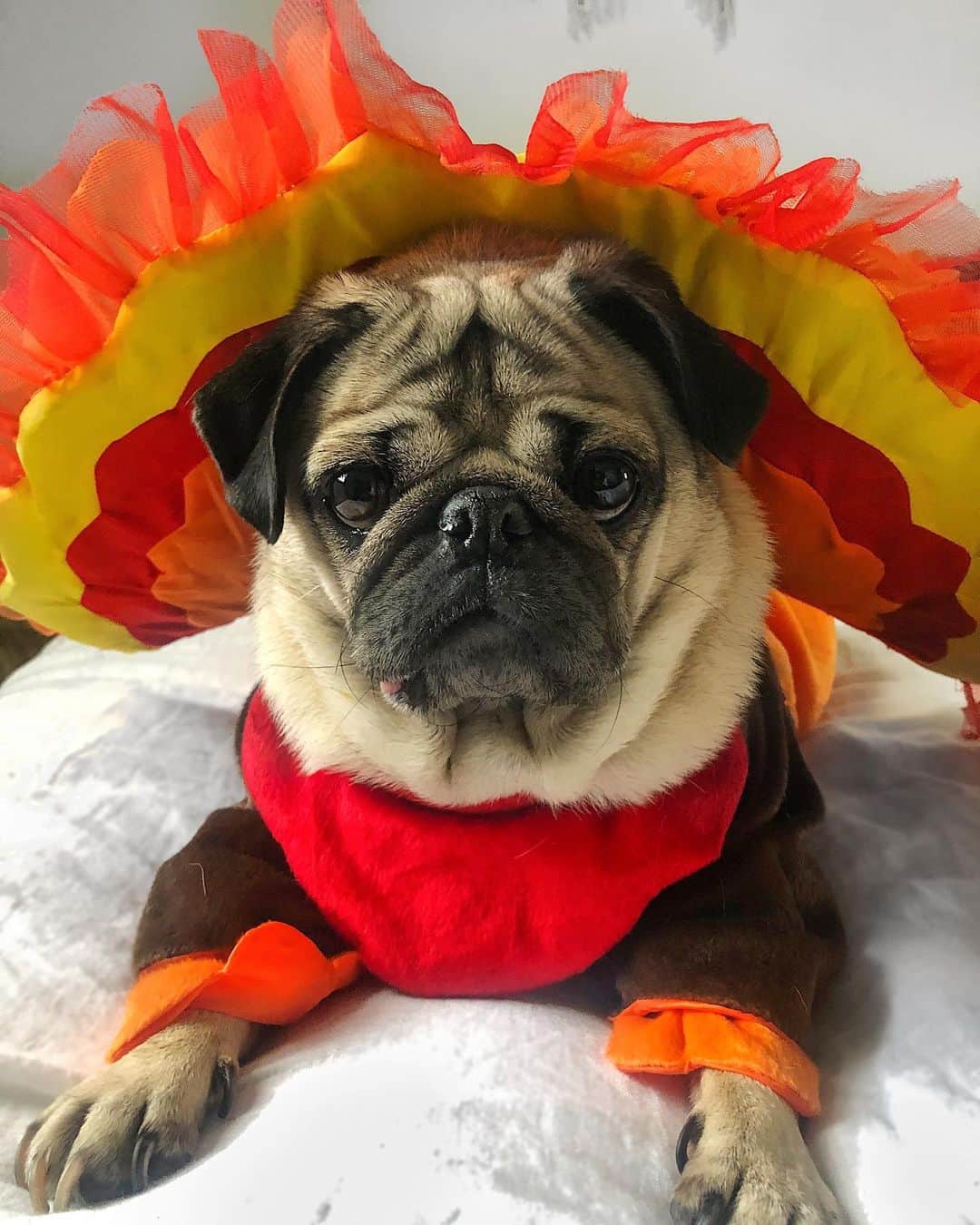 itsdougthepugさんのインスタグラム写真 - (itsdougthepugInstagram)「“Happy PUGSGIVING!!” -Doug • I am so grateful for u guys...these past 5 years have been life changing and I will always do whatever I can to put smiles on ur faces. Thank u ❤️ What are u thankful for?」11月27日 2時47分 - itsdougthepug