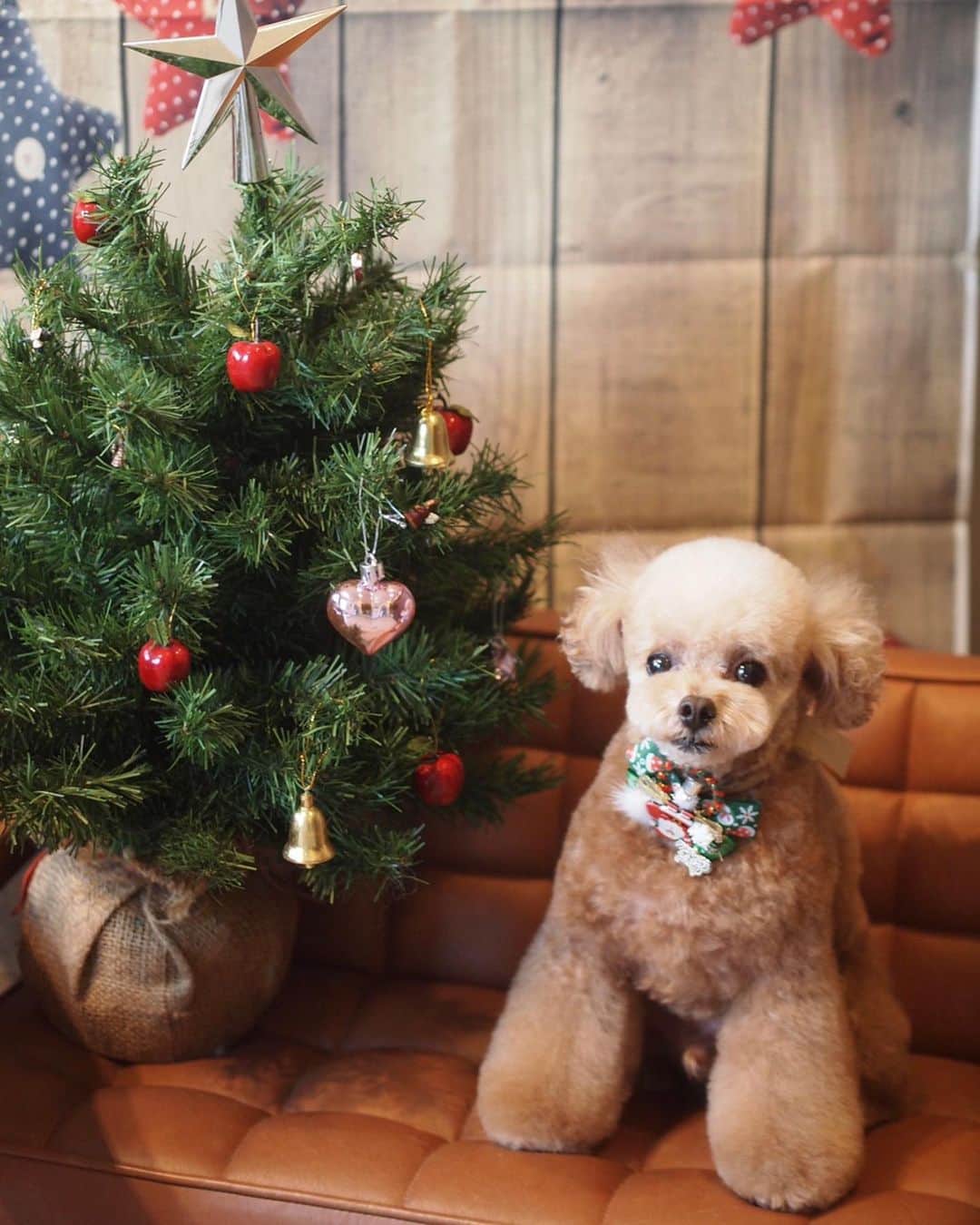 ❤︎Till❤︎さんのインスタグラム写真 - (❤︎Till❤︎Instagram)「幸せな魔法🪄のトリミング✨ @yukstrim.memo さま💓 ＊ #トイプードル#ティーカッププードル#トイプー#トイプードルレッド#愛犬#犬#いぬ#癒し#わんこ#ティル#可愛い#トリミング#最高#最強#幸せ#親バカ#全開#耳#ポンポン#クリスマス #dog#cute#toypoodle#teacuppoodle#instapoodle#poodle#poodlestagram#mydog」11月27日 3時54分 - till201404