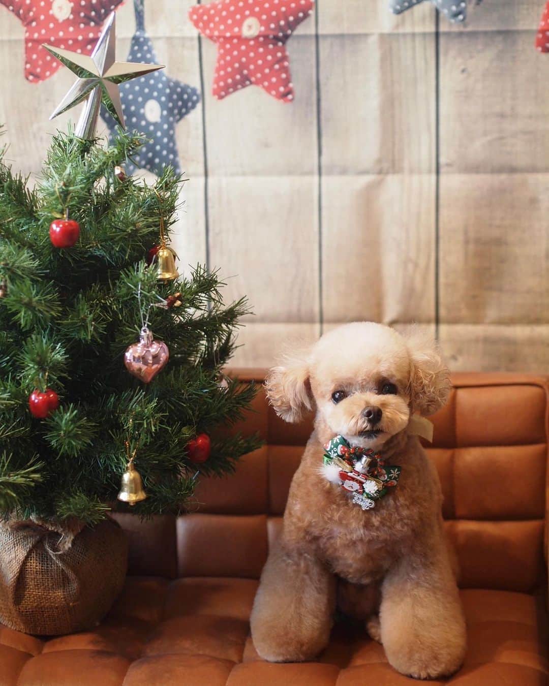 ❤︎Till❤︎さんのインスタグラム写真 - (❤︎Till❤︎Instagram)「幸せな魔法🪄のトリミング✨ @yukstrim.memo さま💓 ＊ #トイプードル#ティーカッププードル#トイプー#トイプードルレッド#愛犬#犬#いぬ#癒し#わんこ#ティル#可愛い#トリミング#最高#最強#幸せ#親バカ#全開#耳#ポンポン#クリスマス #dog#cute#toypoodle#teacuppoodle#instapoodle#poodle#poodlestagram#mydog」11月27日 3時54分 - till201404