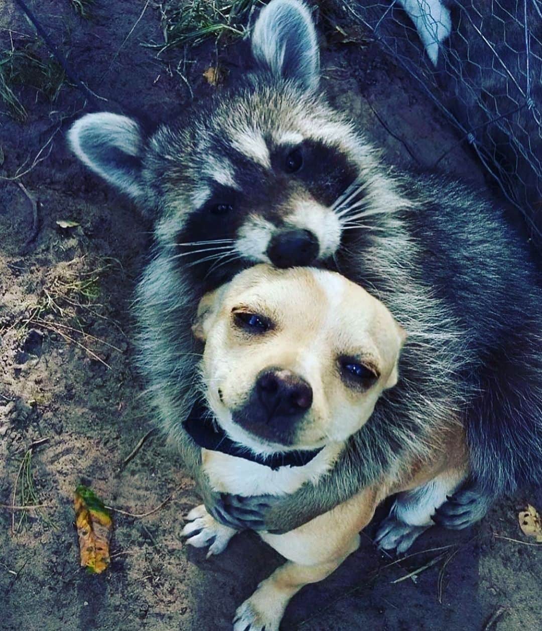 コンスタンス・ジマーのインスタグラム：「Man do I miss hugging my friends and family at any given time...but I am always so thankful for my friends, family, fans and furry creatures! Just take the day to think of all the things you are grateful for! Happy day of giving thanks! And thank you @mignonettetakespictures for this image.」
