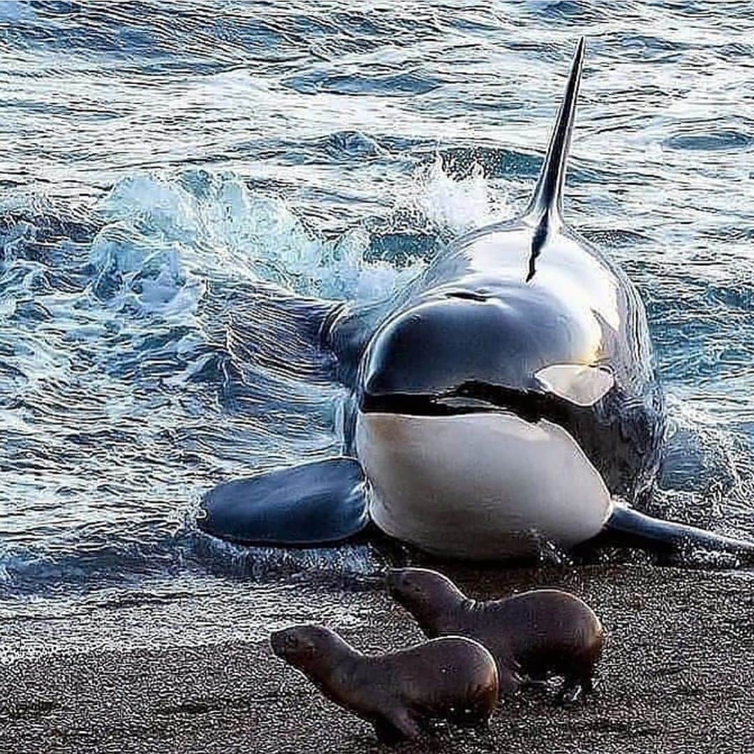 WildLifeのインスタグラム：「What a hunt! 📸: @johnrolinsphotography . . . . . . . . . . . . #sharkpassion #greatwhiteshark #whiteshark #whitesharks #greatwhitesharks #cagediving #sharkprotection #savesharks #sharkdiving #shark #ilovesharks #helpsavesharks #welovesharks #discoverocean #sharkscience #savethesharks #saveoursharks #sharkconservation #sharks #underwater_world_ #guadalupeisland #underwatershot #underwaterpics #lovesharks #sharkcagediving #sharkcage」