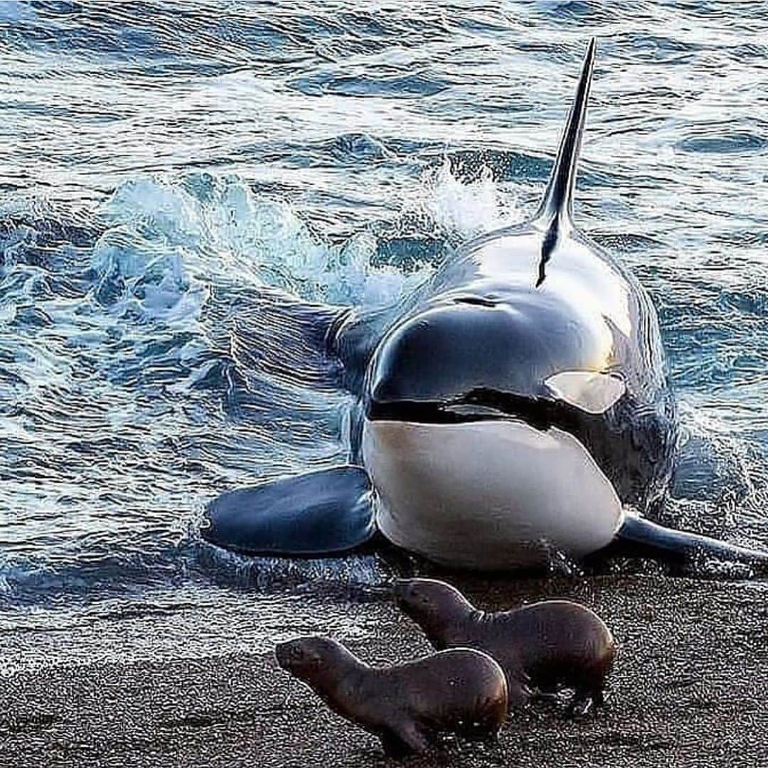 WildLifeさんのインスタグラム写真 - (WildLifeInstagram)「What a hunt! 📸: @johnrolinsphotography . . . . . . . . . . . . #sharkpassion #greatwhiteshark #whiteshark #whitesharks #greatwhitesharks #cagediving #sharkprotection #savesharks #sharkdiving #shark #ilovesharks #helpsavesharks #welovesharks #discoverocean #sharkscience #savethesharks #saveoursharks #sharkconservation #sharks #underwater_world_ #guadalupeisland #underwatershot #underwaterpics #lovesharks #sharkcagediving #sharkcage」11月27日 5時48分 - wildlifepage