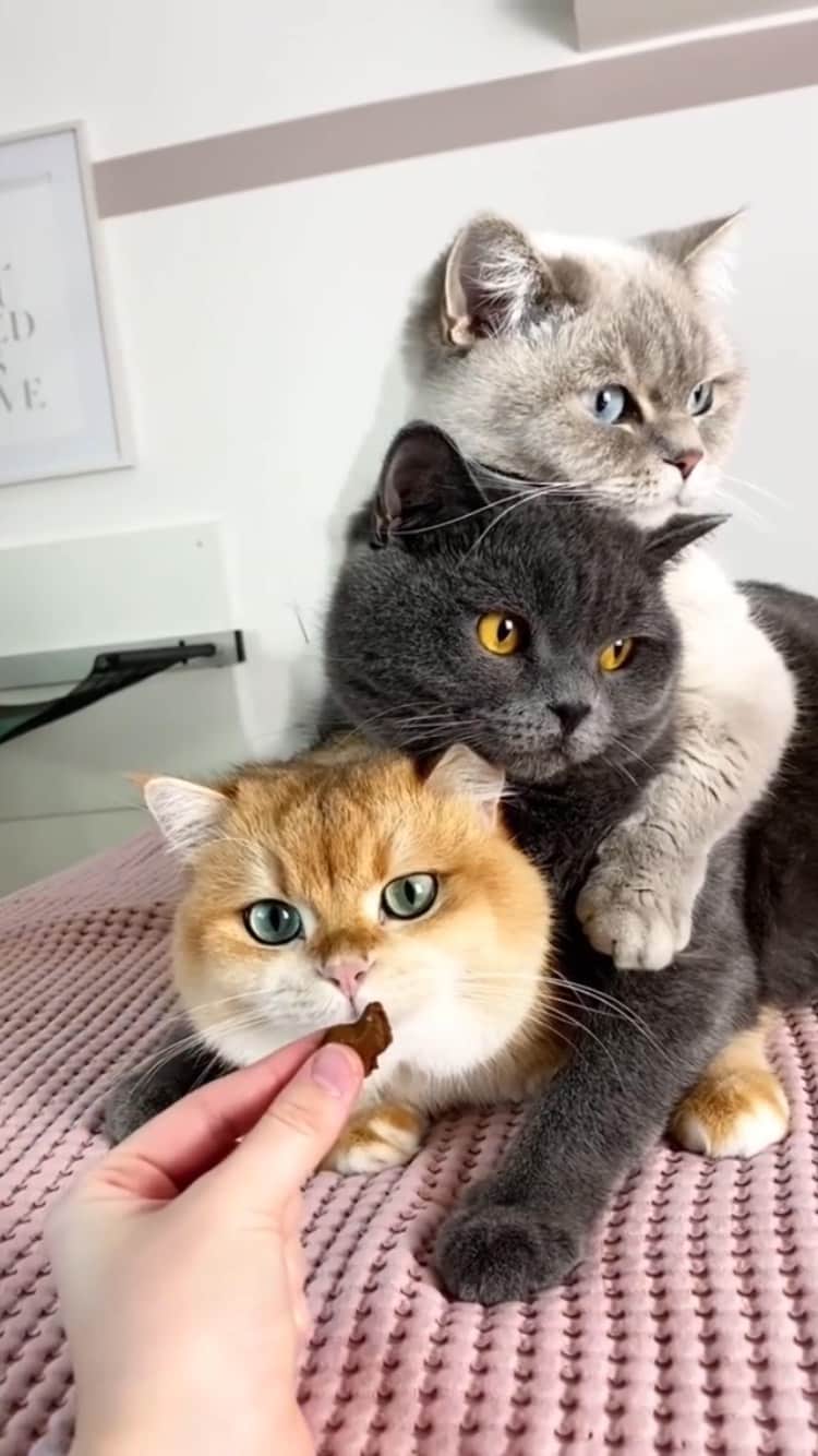 The Cats Of Instagramのインスタグラム：「#Repost • @amy_simba Yummy 😋」