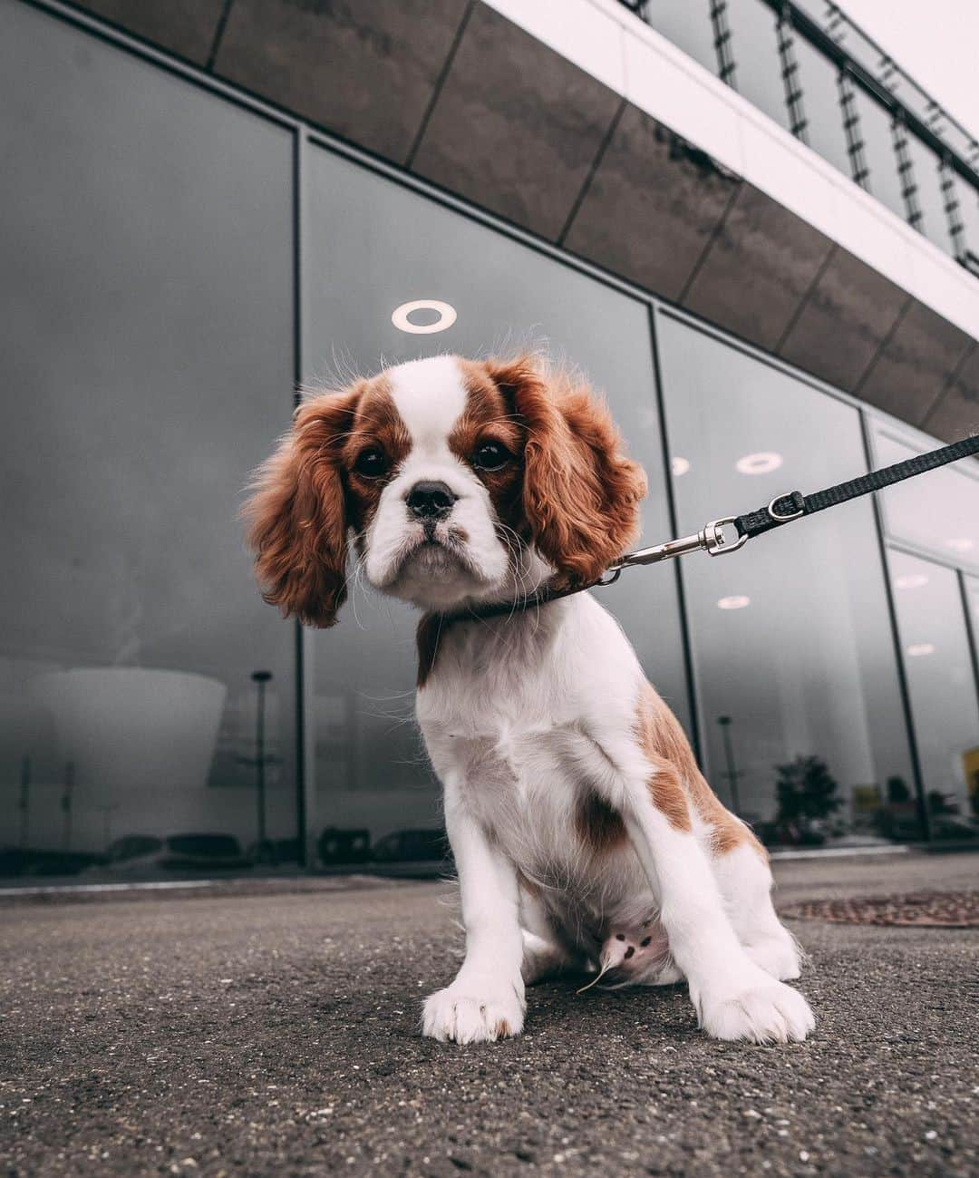 9GAGさんのインスタグラム写真 - (9GAGInstagram)「Dogs are secret angels on earth⠀ Follow @barked for more cute dogs!⠀ -⠀ 📷 @captain__nacho⠀ -⠀ #barked #CavalierKingCharlesSpaniel #9gag」11月27日 6時00分 - 9gag