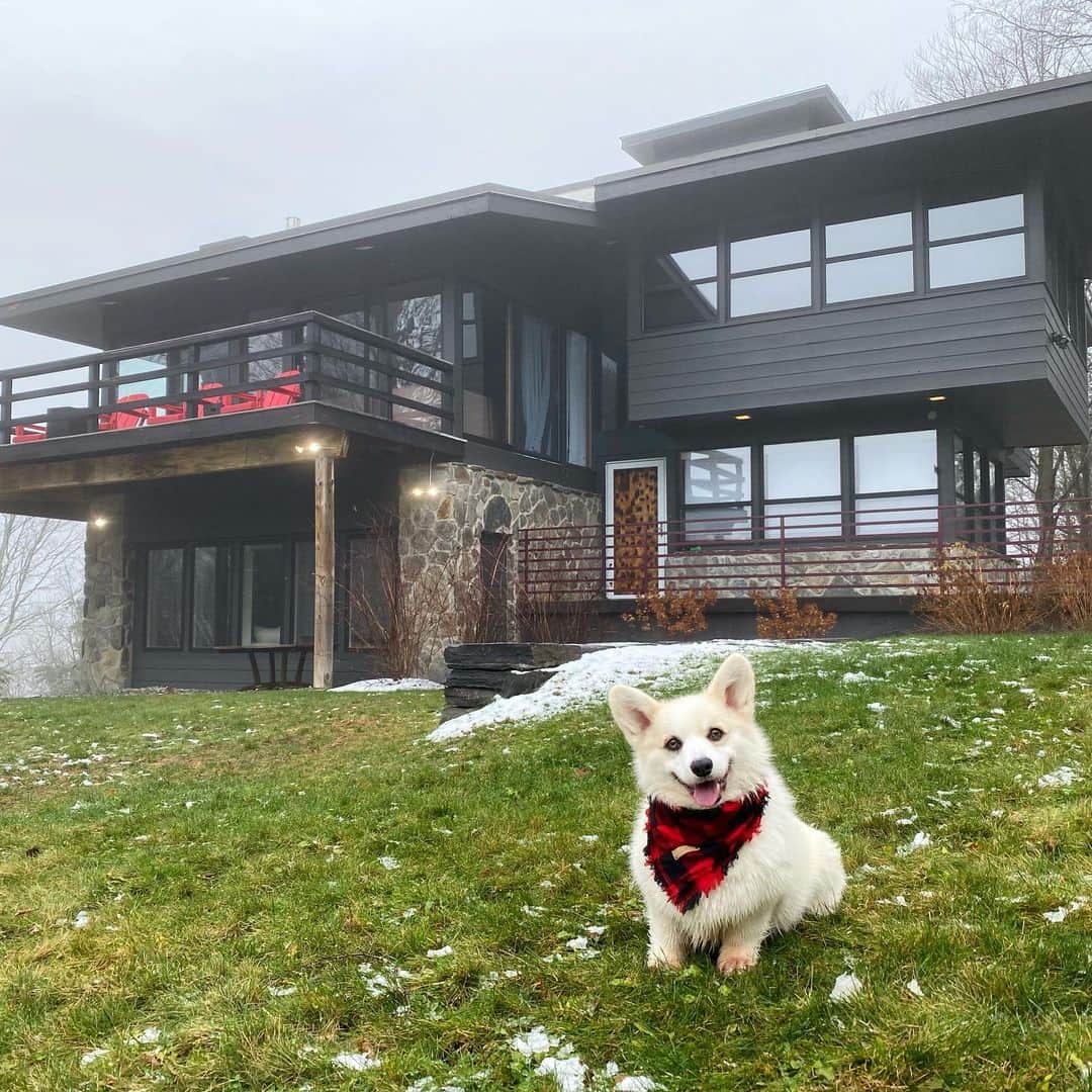 Winston the White Corgiのインスタグラム：「#HappyThanksgiving from the beautiful snowy mountains of Vermont!」