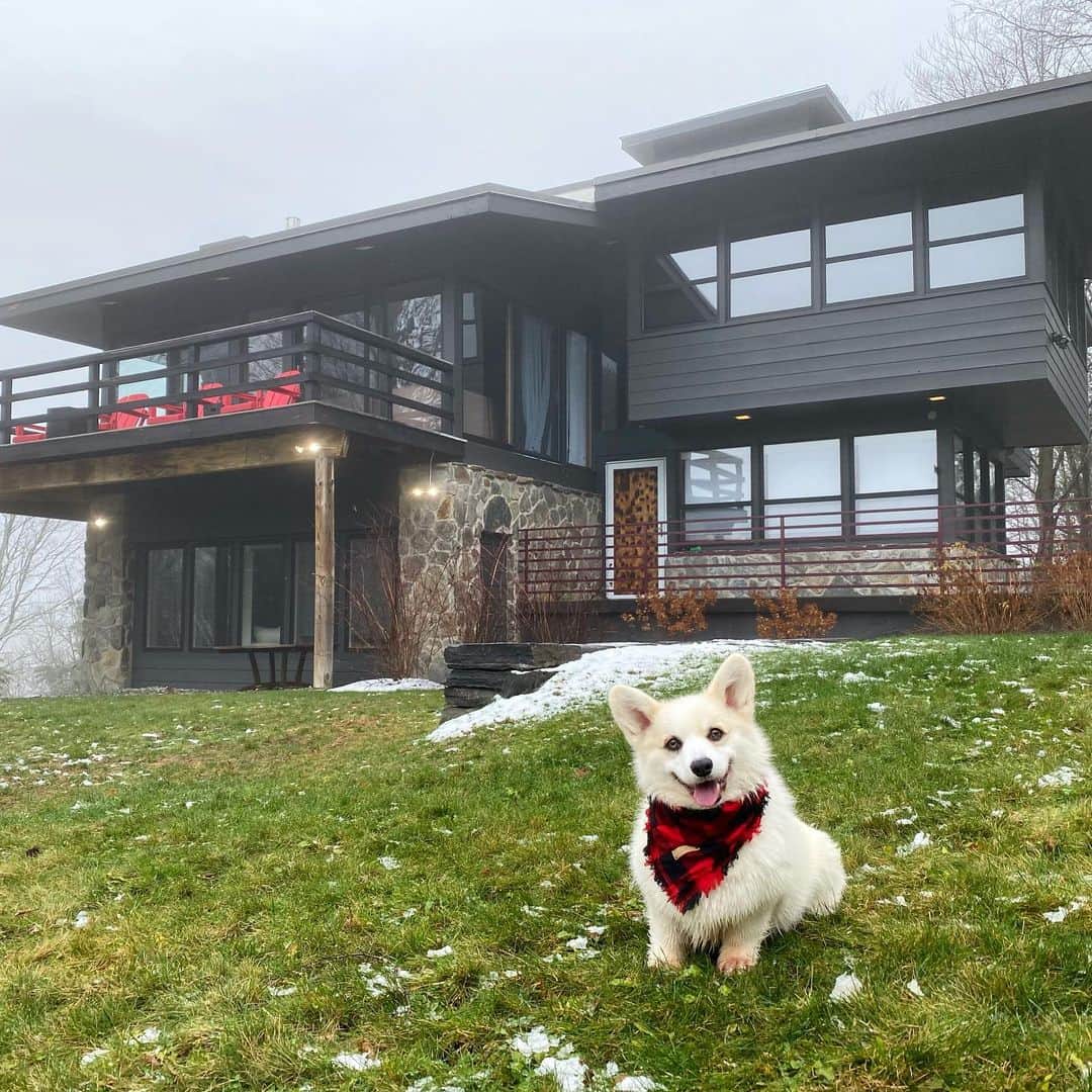 Winston the White Corgiのインスタグラム