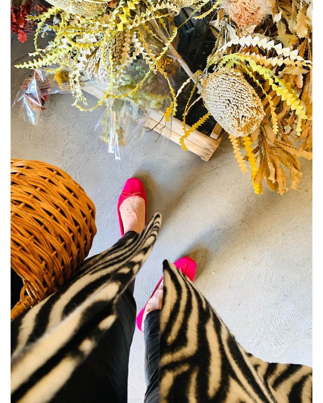 坂田陽子さんのインスタグラム写真 - (坂田陽子Instagram)「髪ボサボサで出かけちゃったけど ピンクのバレエシューズ履いて 通りすがりの可愛いお花屋さんでクリスマスリースを買って 店員さんに 「コート、めちゃくちゃ可愛いですね」 と褒められて なんだかhappyな日❤️ ・ それにしてもかるちゃん、 長いわぁ〜🤣🤣（3枚目） ・ ・ #バレエシューズ #pink #zebra  #ゼブラ柄コート #シマウマコーデ #でかぷー #トイプードル #胴長プードル」11月27日 6時17分 - yokosakata