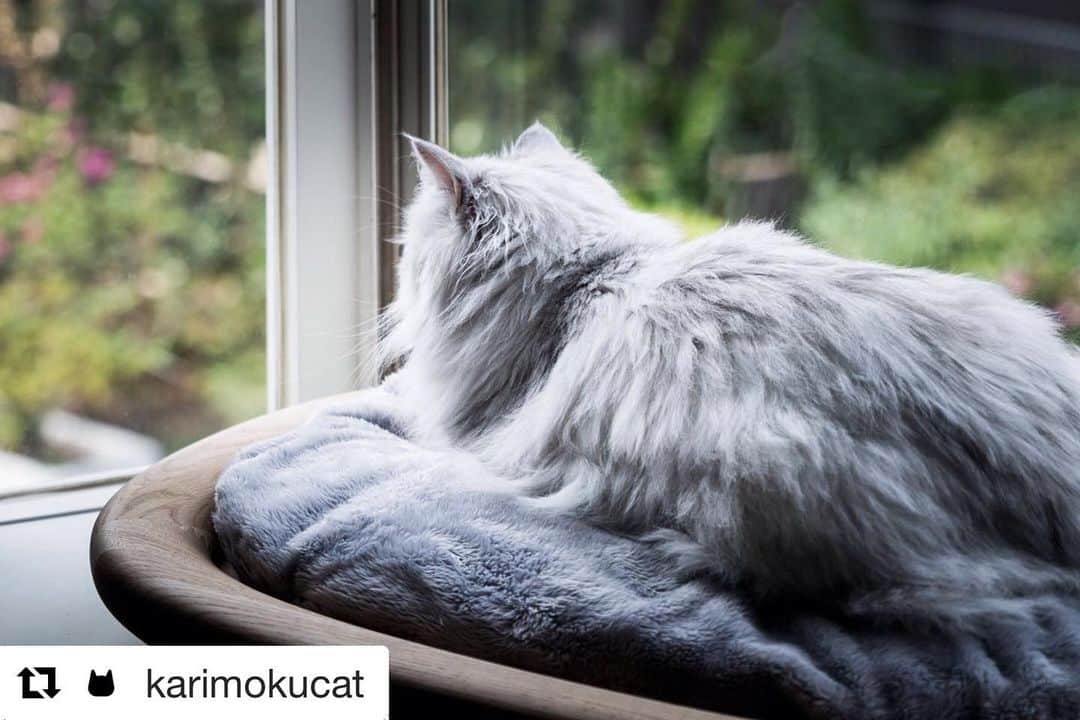 南青山LIFEStyleさんのインスタグラム写真 - (南青山LIFEStyleInstagram)「. 猫と一緒に暮らす日を夢見て、 ついつい見てしまう素敵なアカウント。 . #Repost @karimokucat@repostapp・・・  . . 猫にとって窓は、テレビのようなもの。人間がソファに座ってテレビを見るように、猫も出窓のベッドでゆっくりと外を眺められるように。そういった想いも込められながら、KARIMOKU CAT BEDは開発されました。  For cats, windows are like TVs. Just like people can sit on sofas and watch TV, cats should be able to lie on beds by the window and leisurely peer outside—that's the idea behind the KARIMOKU CAT BED. 6週間前 karimokucatのプロフィール写真 karimokucat #karimokucat #cat #neko #catfirst #カリモク #karimoku #ねこ部 #にゃんすたぐらむ #ネコ #ねこ #ねこすたぐらむ #ねこ好き#猫と暮らす #猫がいる生活 #catstagram #catlover #catsofinstagram#cats_of_instagram #キャット #猫とくらす#カリモクキャット #ねこのいる生活 #猫好き#猫のいる生活 #猫との暮らし #猫と暮らす #猫がいる幸せ #猫ベッド#catbed」11月27日 11時46分 - man_favori