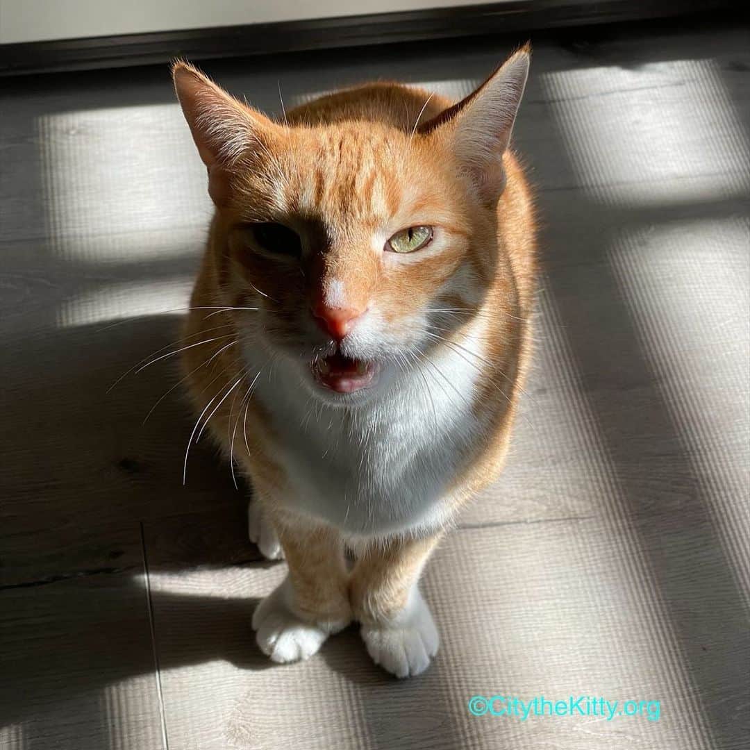 City the Kittyのインスタグラム：「Happy Thanksgiving!  I’m thankful for all of you. ❤️🐾  #thankful #thanksgiving #thanksgiving2020」