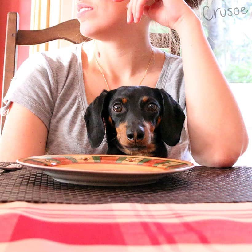 Crusoe the Celebrity Dachshundのインスタグラム：「“Happy American Thanksgiving to my friends below! Eat well, stay safe, and save me a piece!” ~ Crusoe」