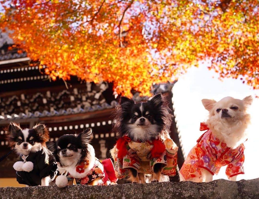 kayoのインスタグラム：「* * * この場所 ベストポジション😆❤️ * * みぴ🍁めろ🍁うらら🍁ばにら🍁 * * #紅葉 #京都 #chihuahua#chihuahualove#dogstgram#dog#instadog#チワワ#チワワ大好き#チワワのいる暮らし * * *」