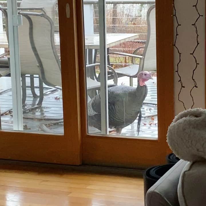 アナリン・マッコードのインスタグラム：「*when a turkey shows up at your door on #Thanksgiving morning 🍁 🦃」