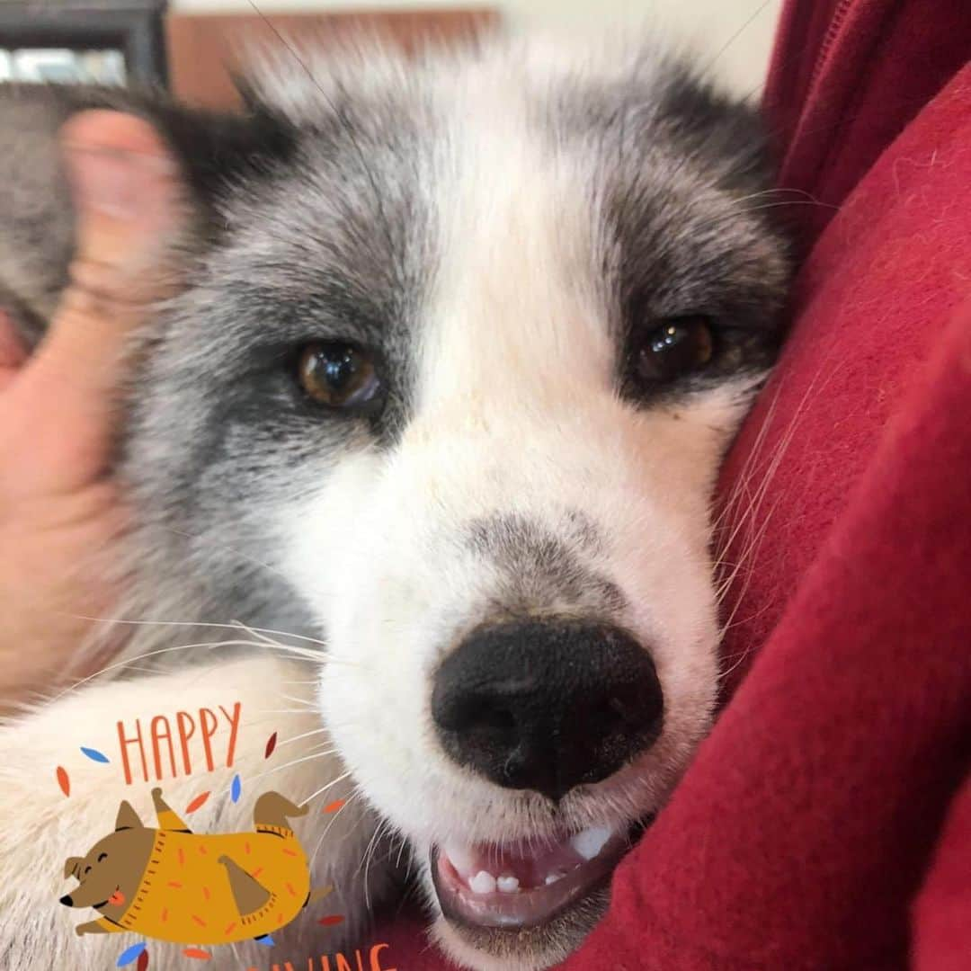 Rylaiさんのインスタグラム写真 - (RylaiInstagram)「Happy Thanksgiving from our pack to yours!  . . We are so grateful to the friends we have made this year and so blessed to have so many new members of our pack!  . Our Panda and Pals Project: Global Fox rescue allowed us to save 30 fur farm foxes right here in the US and bring 9 Russian domesticated foxes to the center (6 still pending - 🙏).  . Lucan joined our family as our first wolf Ambassador!  . We have 1-2 slots now open for our Panda and Her Pals mini photoshoot fundraiser Dec 5 and 6th - We are collaborating with @spirithoods on this Fundraiser and have some adorable pieces to help make your shoot extra foxy!  . Also, stay tuned for details of Viktor’s first movie debut called “Hide” by @dustintoddfilms  . . @anabeldflux  @kyuubi.chii  @sirtaeto  @spirithoods  . . #thanksgiving #grateful #support #fauxfur #furfree #blessed #rescue #save #savinglives #love #kindness #sandiego #photoshoot #spirithoods #foxesofig #animals #veganthanksgiving #foxy #superstar #supermodel #yuri #vlad #viktor #maksa」11月27日 7時15分 - jabcecc