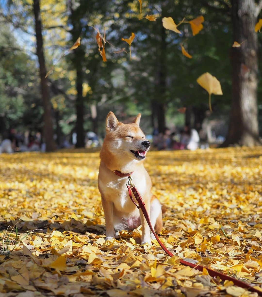 豆柴にこちゃんさんのインスタグラム写真 - (豆柴にこちゃんInstagram)「🐶🍂 おはよー 先週の代々木公園pic。  1枚目はキツネ。  8枚目は地下鉄が通ると 葉っぱが宙に舞うスポット。 子供たちが葉っぱをたくさん乗せて、 舞うのを楽しんでた😆  #柴犬#豆柴#pecoいぬ部#犬#shibastagram#petstagram#犬#犬のいる暮らし#shibainu#dog#mameshiba#pecotv#いぬのきもち部#しばいぬ#しばけん#こいぬ#シバイヌ#狗#ペット#子犬#puppy#pet#시바견#강아지#개#instacute#barked#9gag#9gagpets」11月27日 7時26分 - nikochan.mame48