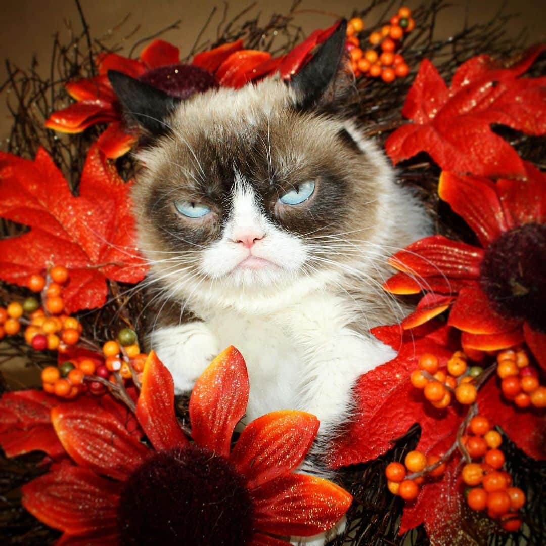 Grumpy Catさんのインスタグラム写真 - (Grumpy CatInstagram)11月27日 7時38分 - realgrumpycat