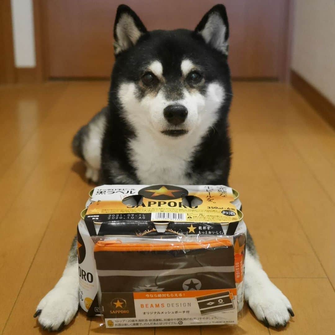 のインスタグラム：「ノベルティに釣られましたw #BEAMSDESIGN #オリジナルメッシュポーチ #ノベルティに弱い #サッポロビールノベルティ #サッポロ黒ラベル #サッポロ生ビール黒ラベル #黒ラベル #サッポロビール #sapporobeer #lovebeer #⭐️SAPPORO #黒柴 #柴犬 #和犬 #日本犬 #イッヌ #癒し犬 #犬かわいいよ #犬かわいいぬ #犬かわいい #わんこと一緒 #わんこのいる暮らし #わんこのいる生活 #柴犬のいる暮らし #黒柴と一緒 #黒柴のいる暮らし #黒柴のいる生活 #モデル犬 #オファーお待ちしております」