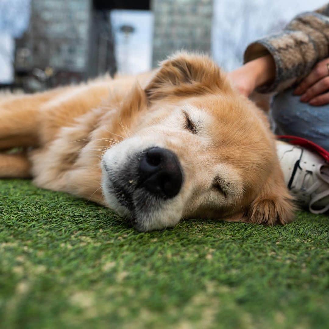 The Dogistさんのインスタグラム写真 - (The DogistInstagram)「Tommy, Golden Retriever (7 y/o), Domino Park, Brooklyn, NY • “His favorite treats are his half a green apple after breakfast and his carrots and cucumbers after dinner.” Happy Thanksgiving everyone! 🦃🍏🥕🥒」11月27日 7時58分 - thedogist