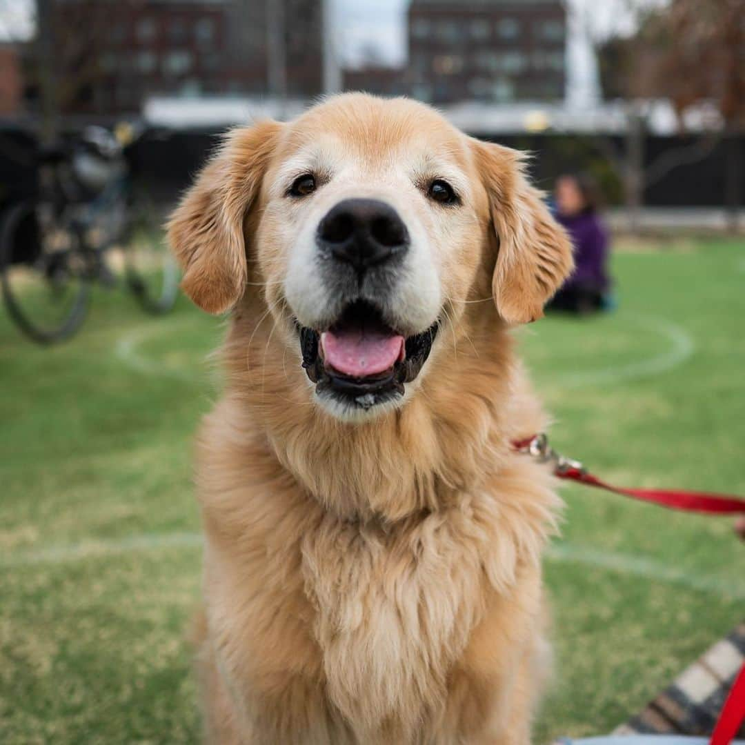 The Dogistさんのインスタグラム写真 - (The DogistInstagram)「Tommy, Golden Retriever (7 y/o), Domino Park, Brooklyn, NY • “His favorite treats are his half a green apple after breakfast and his carrots and cucumbers after dinner.” Happy Thanksgiving everyone! 🦃🍏🥕🥒」11月27日 7時58分 - thedogist