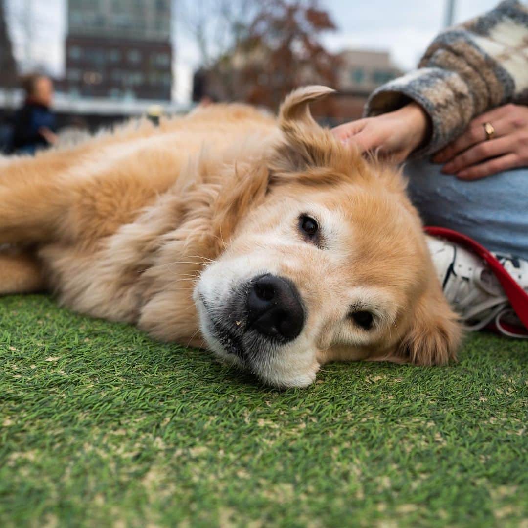 The Dogistさんのインスタグラム写真 - (The DogistInstagram)「Tommy, Golden Retriever (7 y/o), Domino Park, Brooklyn, NY • “His favorite treats are his half a green apple after breakfast and his carrots and cucumbers after dinner.” Happy Thanksgiving everyone! 🦃🍏🥕🥒」11月27日 7時58分 - thedogist