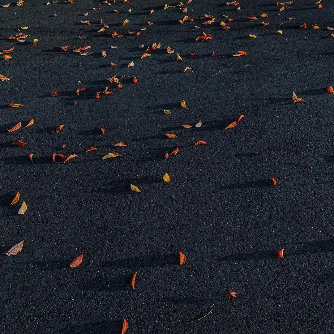 松村太郎のインスタグラム：「葉の陰 #🍁 #ShotoniPhone」