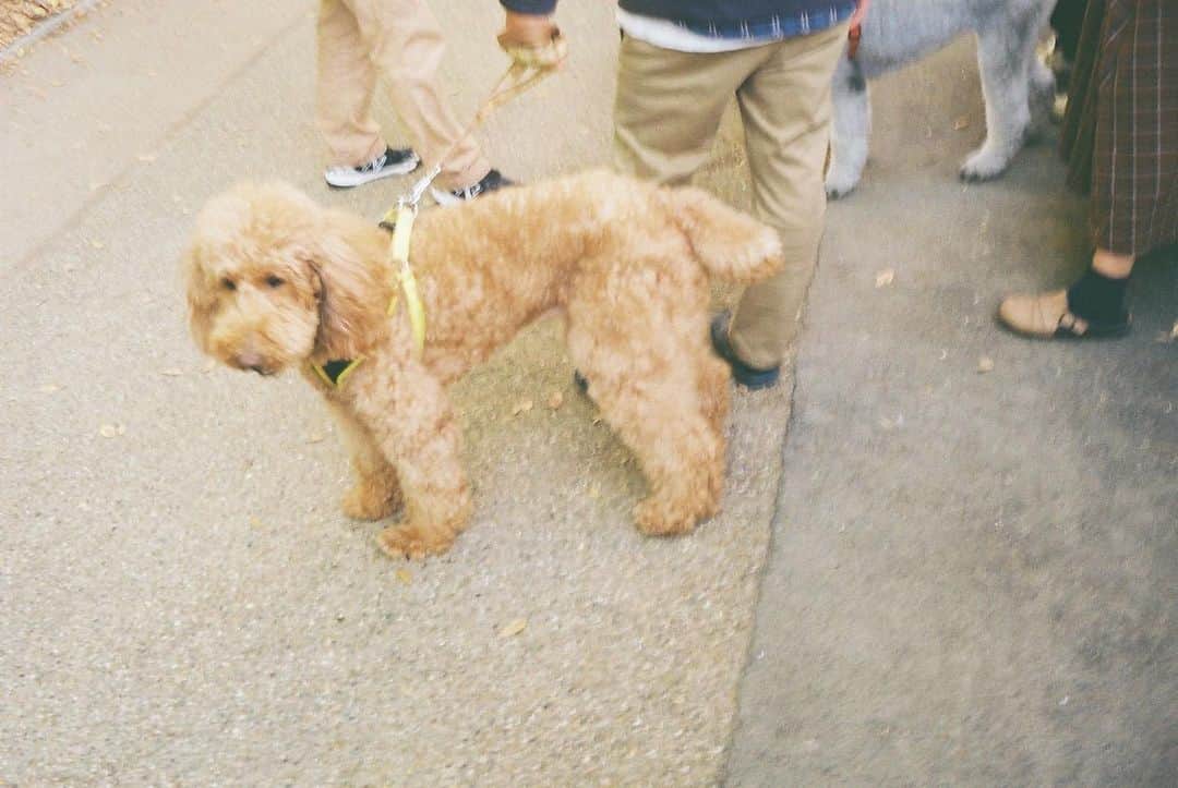 のインスタグラム：「#filmphotography #dog  #poodle」