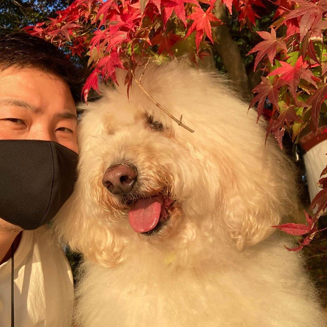 信沢Hitoshiさんのインスタグラム写真 - (信沢HitoshiInstagram)「紅葉🍁ラブラブ。」11月27日 8時09分 - nobusawahitoshi