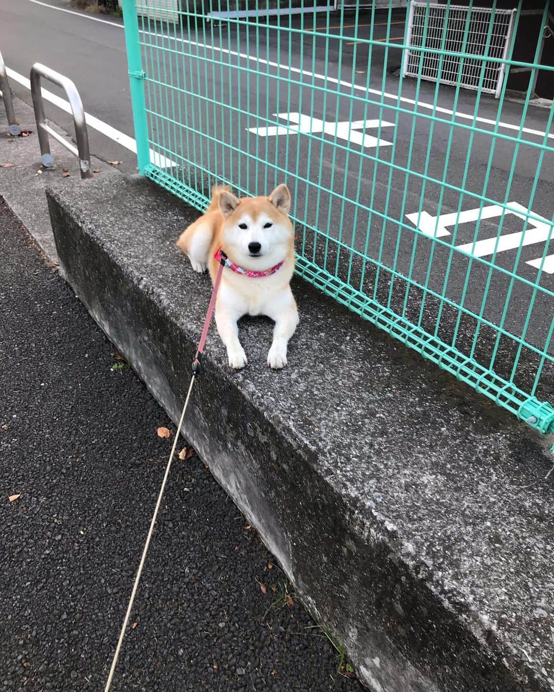 柴犬のモモさんのインスタグラム写真 - (柴犬のモモInstagram)「おはようございます。はぁ〜今日も可愛い〜 #いぬ #イヌ #犬 #柴犬 #赤柴 #日本犬 #犬バカ部 #ふわもこ部 #いぬら部 #癒しわんこ #柴犬マニア #犬のいる暮らし #口角キュキュッと部 #shiba #shibainu #shibadog #dogstagram #dogsofinstagram #shibastagram #shibasofinstagram #shibamania #inu #instadog #toyota_dog」11月27日 8時20分 - shi_ba_i_nu_momo