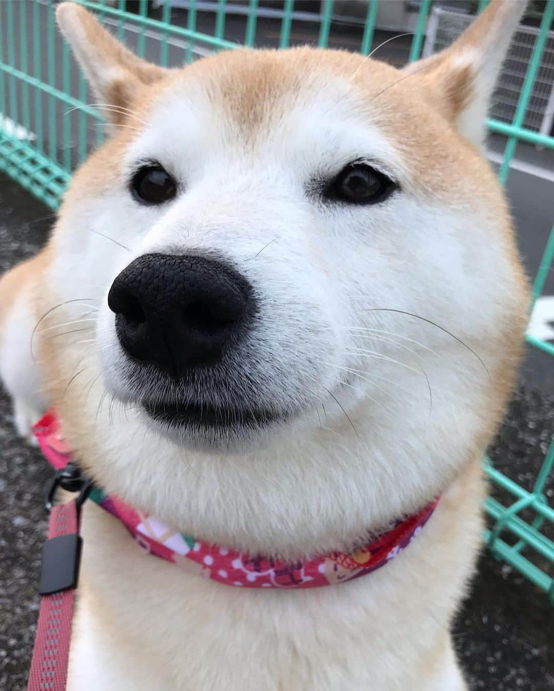 柴犬のモモさんのインスタグラム写真 - (柴犬のモモInstagram)「おはようございます。はぁ〜今日も可愛い〜 #いぬ #イヌ #犬 #柴犬 #赤柴 #日本犬 #犬バカ部 #ふわもこ部 #いぬら部 #癒しわんこ #柴犬マニア #犬のいる暮らし #口角キュキュッと部 #shiba #shibainu #shibadog #dogstagram #dogsofinstagram #shibastagram #shibasofinstagram #shibamania #inu #instadog #toyota_dog」11月27日 8時20分 - shi_ba_i_nu_momo