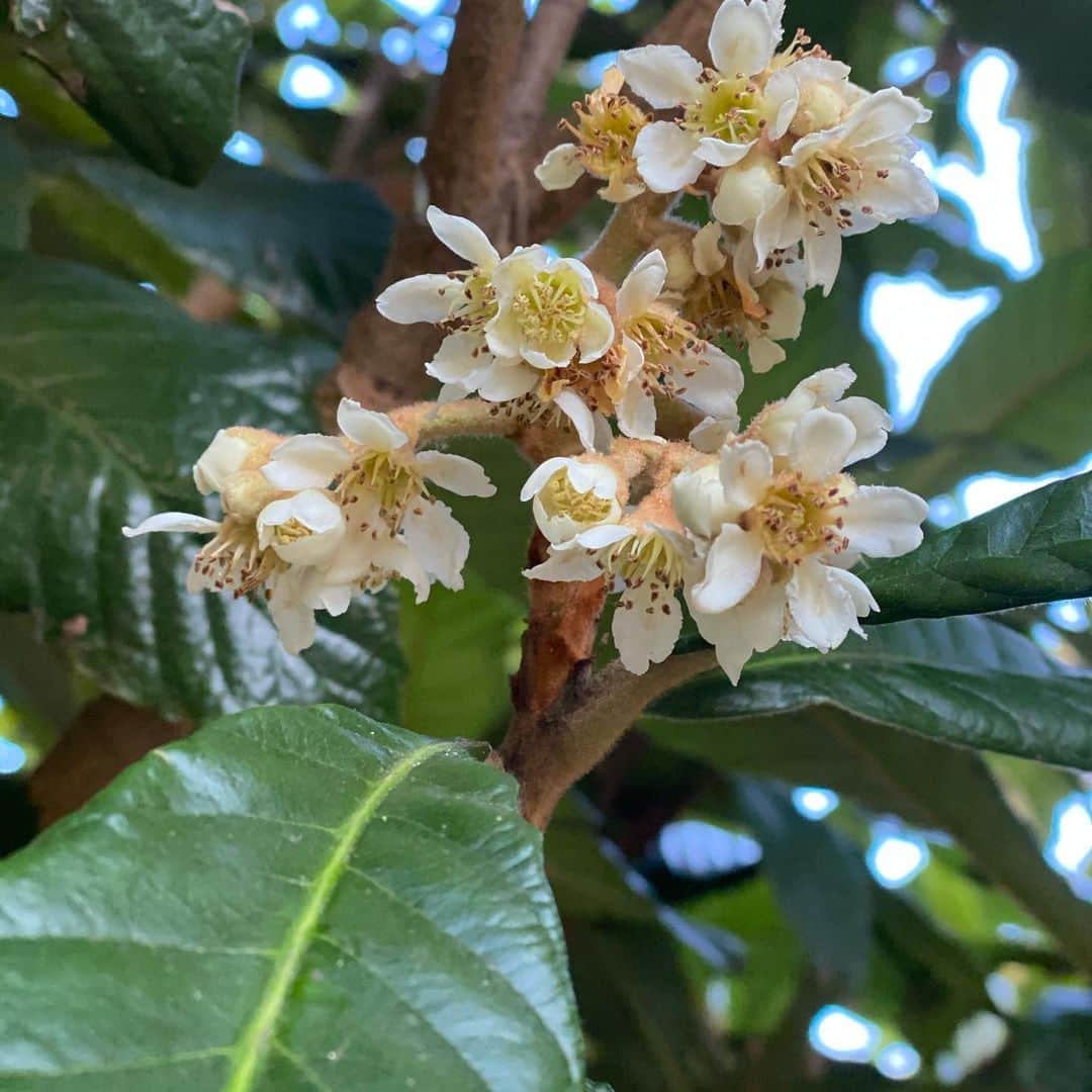 荻原和歌のインスタグラム：「朝の散歩で見かけた花。 お分かりになりますか？ 枇杷の花です。 冬の間にひっそりと花をつけて、初夏に実らせているのですね。 日々良い備えを積み重ねていきたいものです。  さあ、仕上げの金曜日、みんながんばろうね🎌」