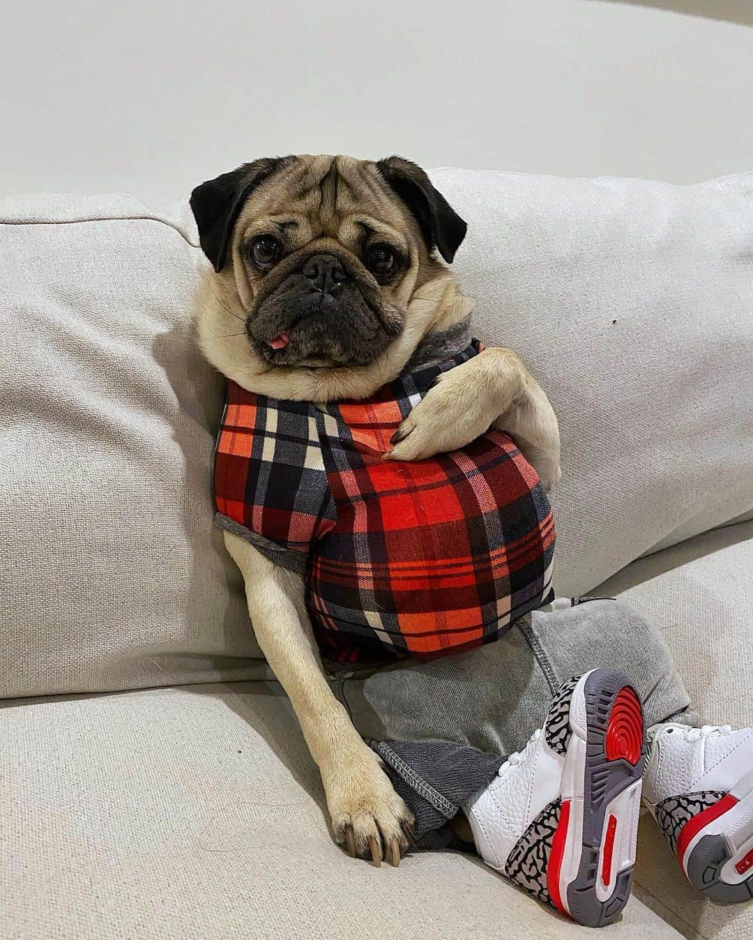 itsdougthepugさんのインスタグラム写真 - (itsdougthepugInstagram)「“I’d like to announce that I have a food baby” -Doug」11月27日 8時39分 - itsdougthepug