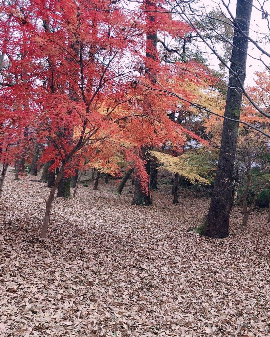 赤瀬尚子さんのインスタグラム写真 - (赤瀬尚子Instagram)「撮影で長瀞行ったよ！」11月27日 8時48分 - akasho_crusegroup