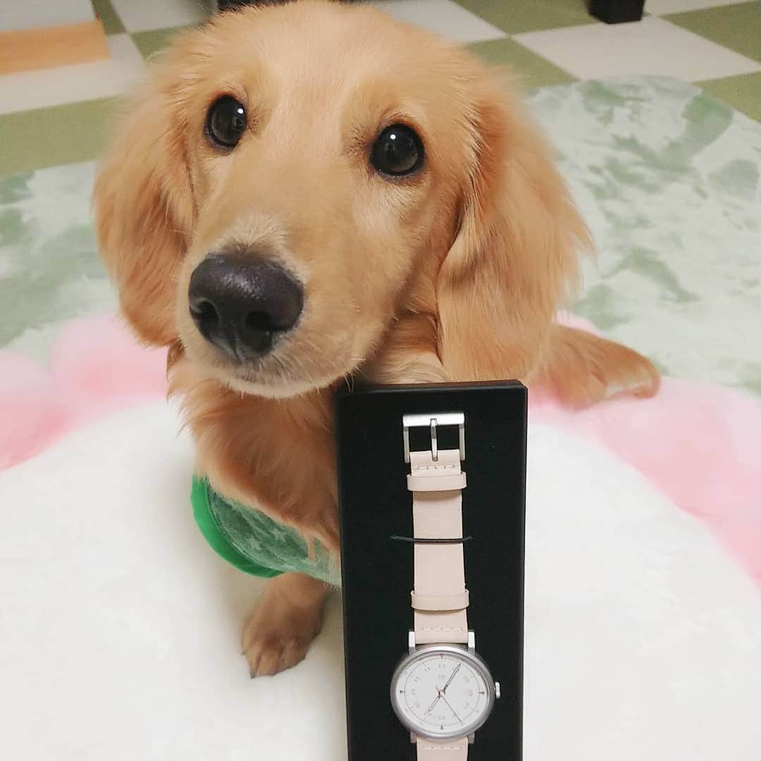 ピックのインスタグラム