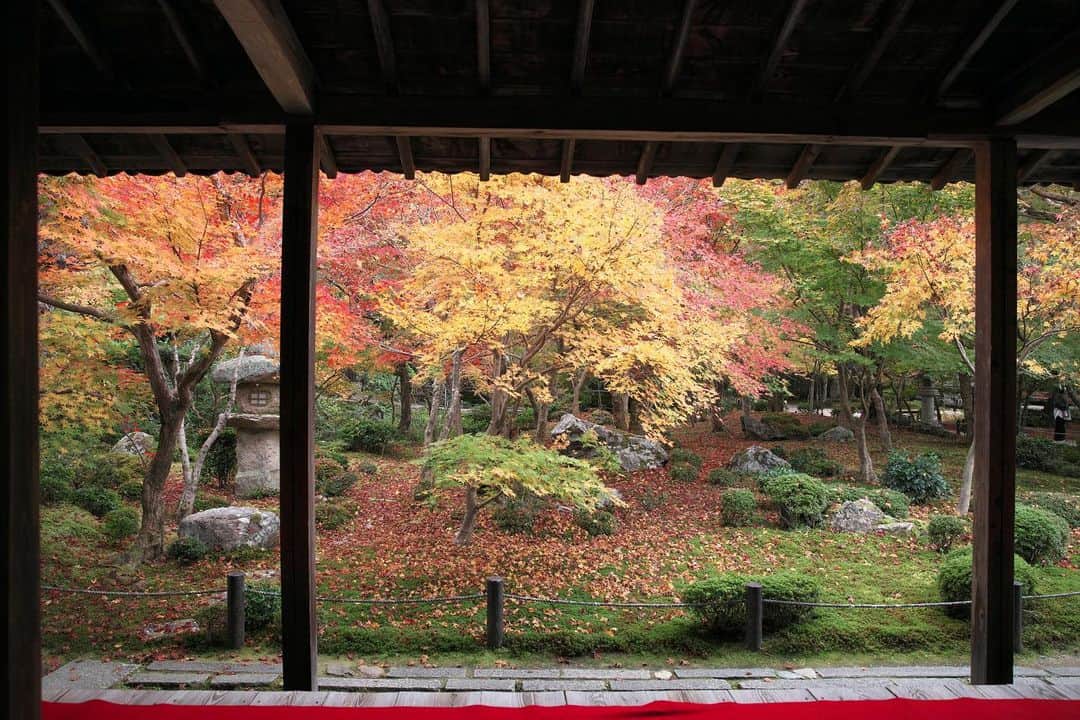 kiccyomuのインスタグラム：「☁️ 2020.11.27 Fri 京都の #紅葉 🍁 珍しく人も少なかった #圓光寺 庭園のモミジ🍁 ゆっくり拝見😊  金曜日…今日も元気に🤗  location #京都 📷撮影 2020年11月19日」