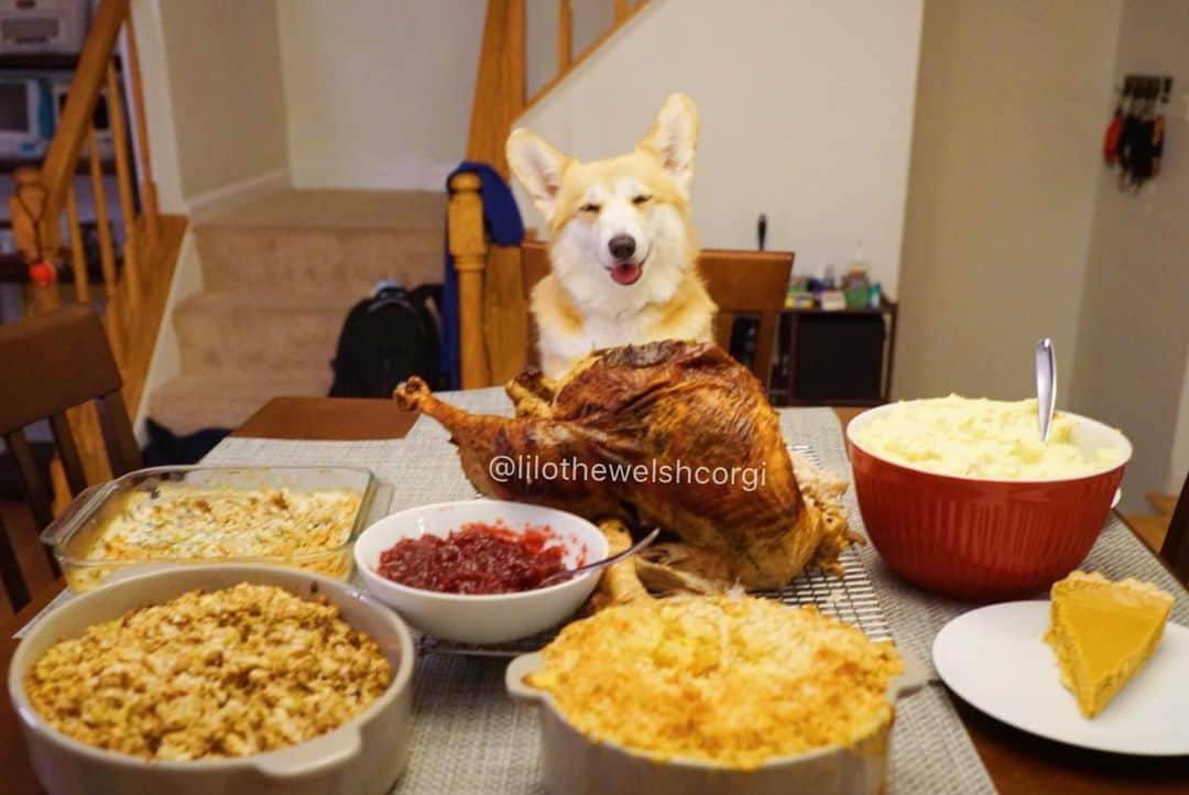 Liloさんのインスタグラム写真 - (LiloInstagram)「Happy Thanksgiving furriends... Due to a pandemic this meal was for one and I’m thankful for all the leftovers woof! Stay safe everypawdy and always give thanks 🦃」11月27日 8時58分 - lilothewelshcorgi