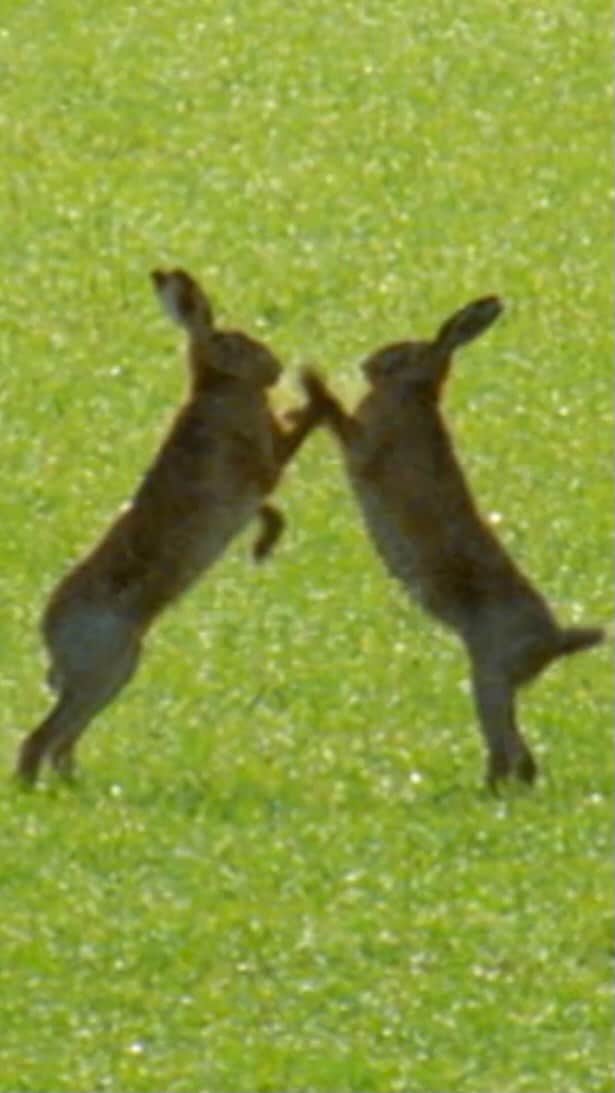 ナショナル ジオグラフィック TV (JP)のインスタグラム：「可愛らしいノウサギですが、闘いながらメスはオスをテストしています。前脚は1秒で5回殴ることのできる武器です。  「アニマル・ファイト・クラブ 2」より #ナショジオ」