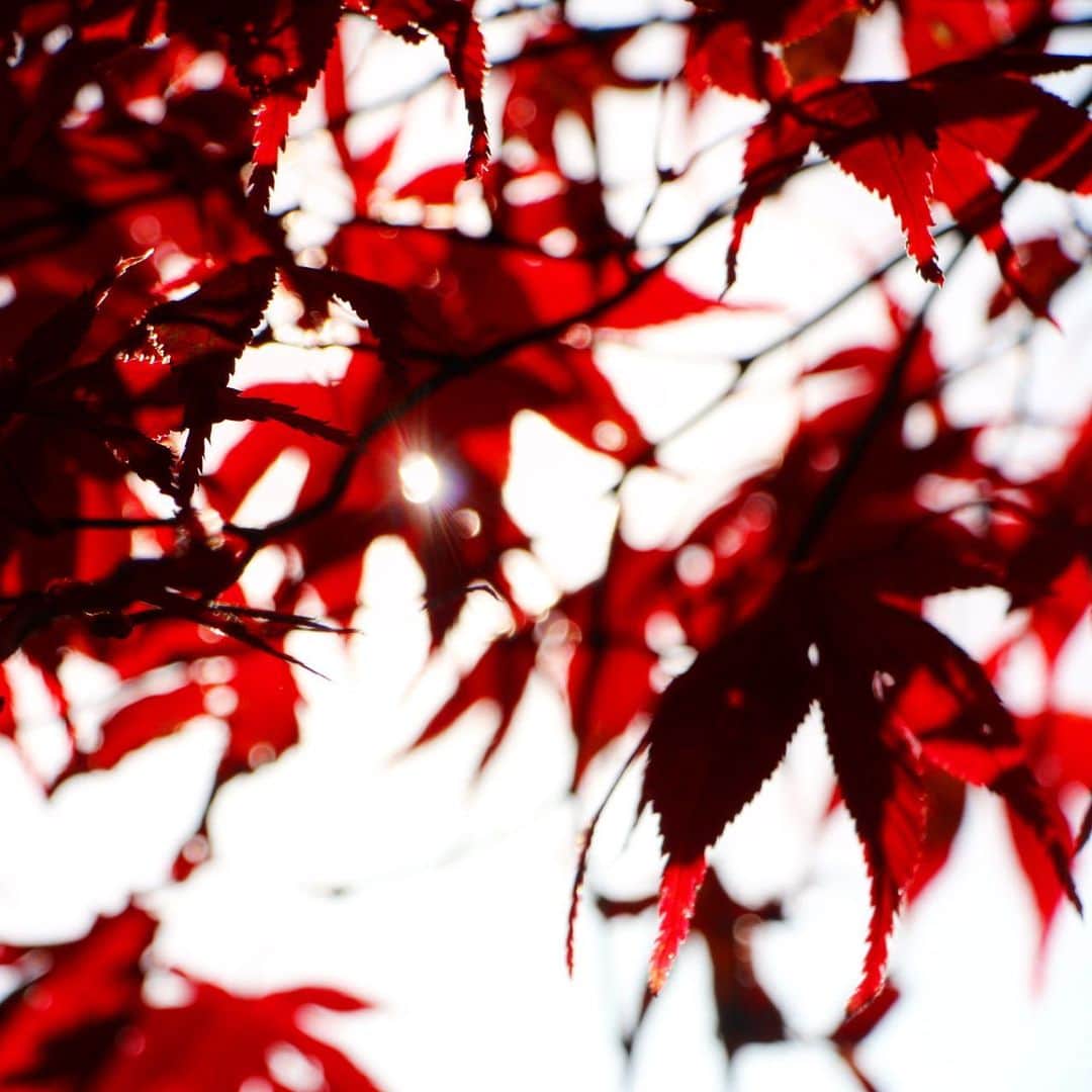 vo_coのインスタグラム：「🍁 紅葉の深い赤が好き コントラストの強い赤と黒の組み合わせがめっちゃ好きです もう冬ですねぇ  #紅葉 #momiji」