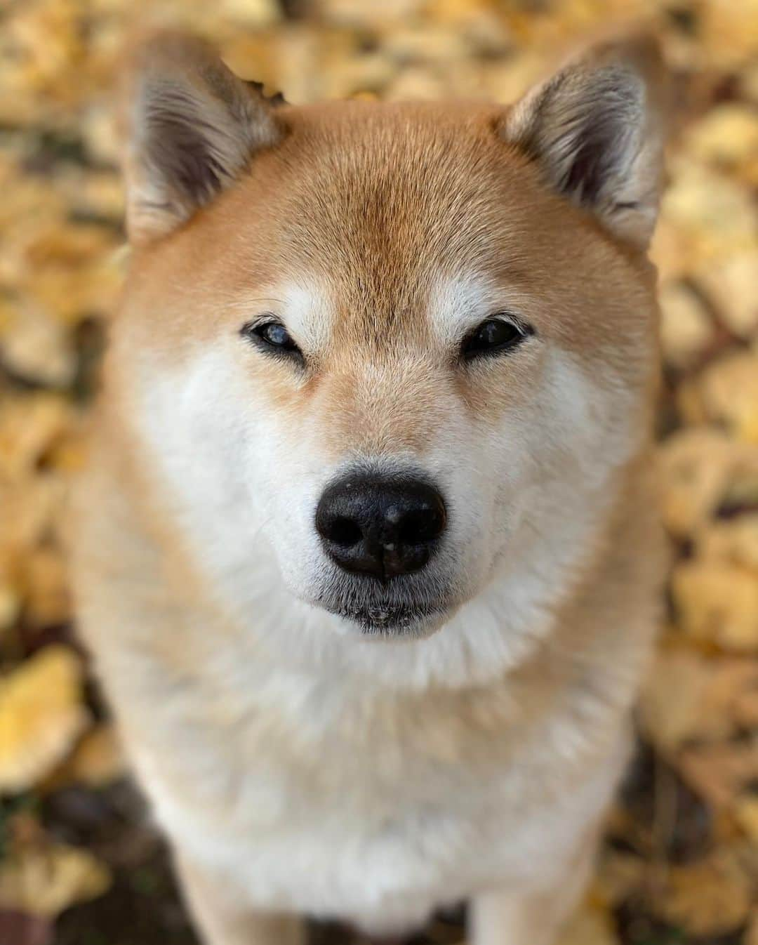 まる（まるたろう）さんのインスタグラム写真 - (まる（まるたろう）Instagram)「Autumn in Japan has a comfortable climate for us.✨🐶🍂✨秋っていいよね〜 #過ごしやすいし #お散歩が楽しいの☺️ #食べ物も美味しいしね」11月27日 9時09分 - marutaro