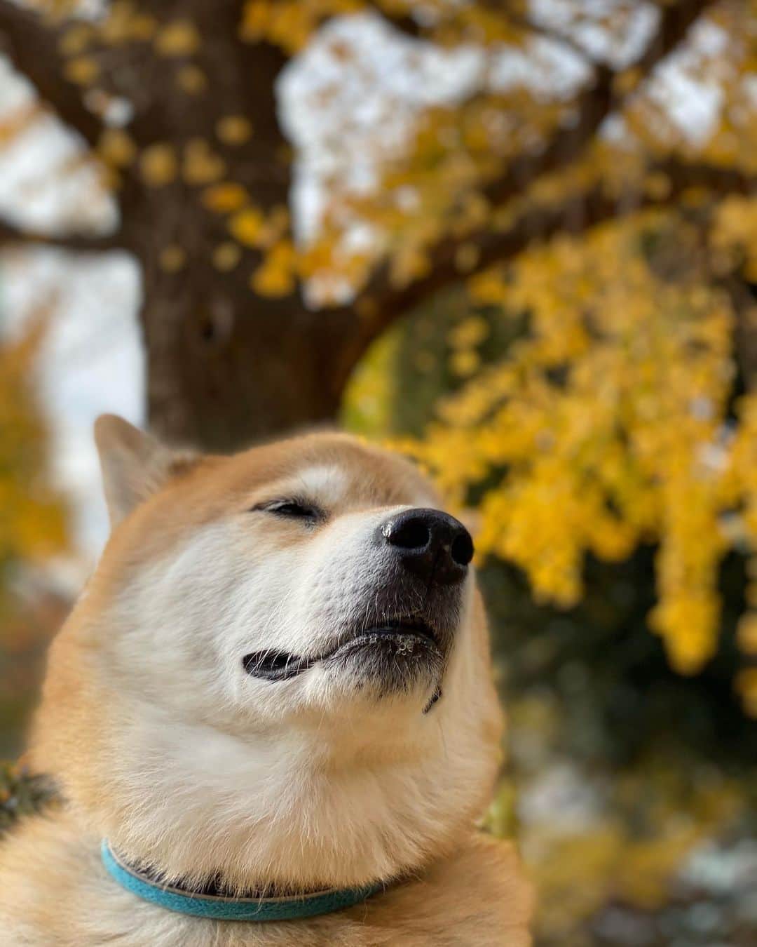 まる（まるたろう）さんのインスタグラム写真 - (まる（まるたろう）Instagram)「Autumn in Japan has a comfortable climate for us.✨🐶🍂✨秋っていいよね〜 #過ごしやすいし #お散歩が楽しいの☺️ #食べ物も美味しいしね」11月27日 9時09分 - marutaro