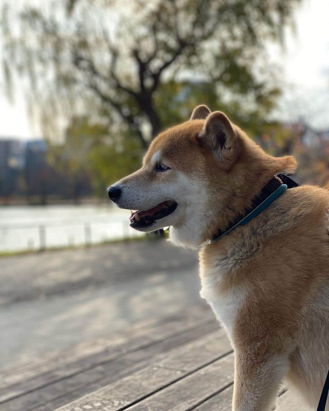 まる（まるたろう）さんのインスタグラム写真 - (まる（まるたろう）Instagram)「Autumn in Japan has a comfortable climate for us.✨🐶🍂✨秋っていいよね〜 #過ごしやすいし #お散歩が楽しいの☺️ #食べ物も美味しいしね」11月27日 9時09分 - marutaro