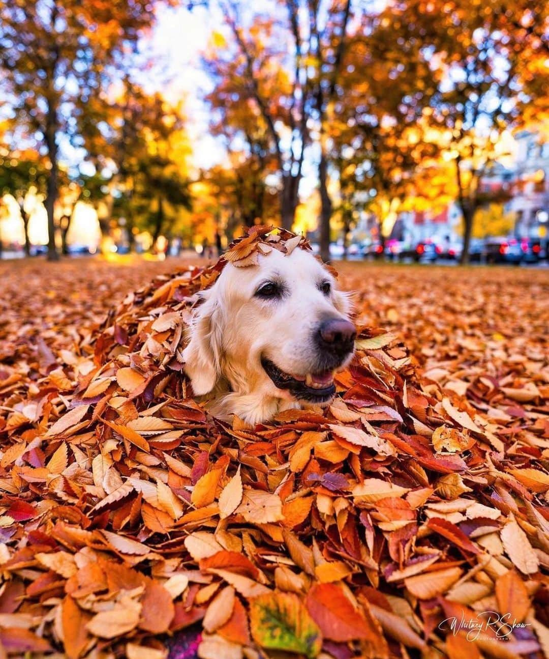 Wet Sealのインスタグラム：「Happy Thanksgiving 🍁💛」