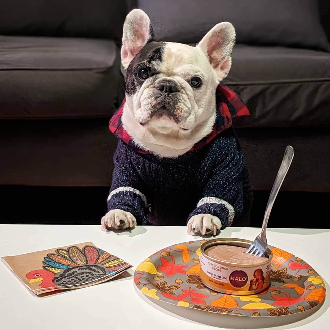 Manny The Frenchieのインスタグラム：「Happy Thanksgiving! Got my holiday sweater on and ready to dig into this turkey and duck can! 😋  @halopets」